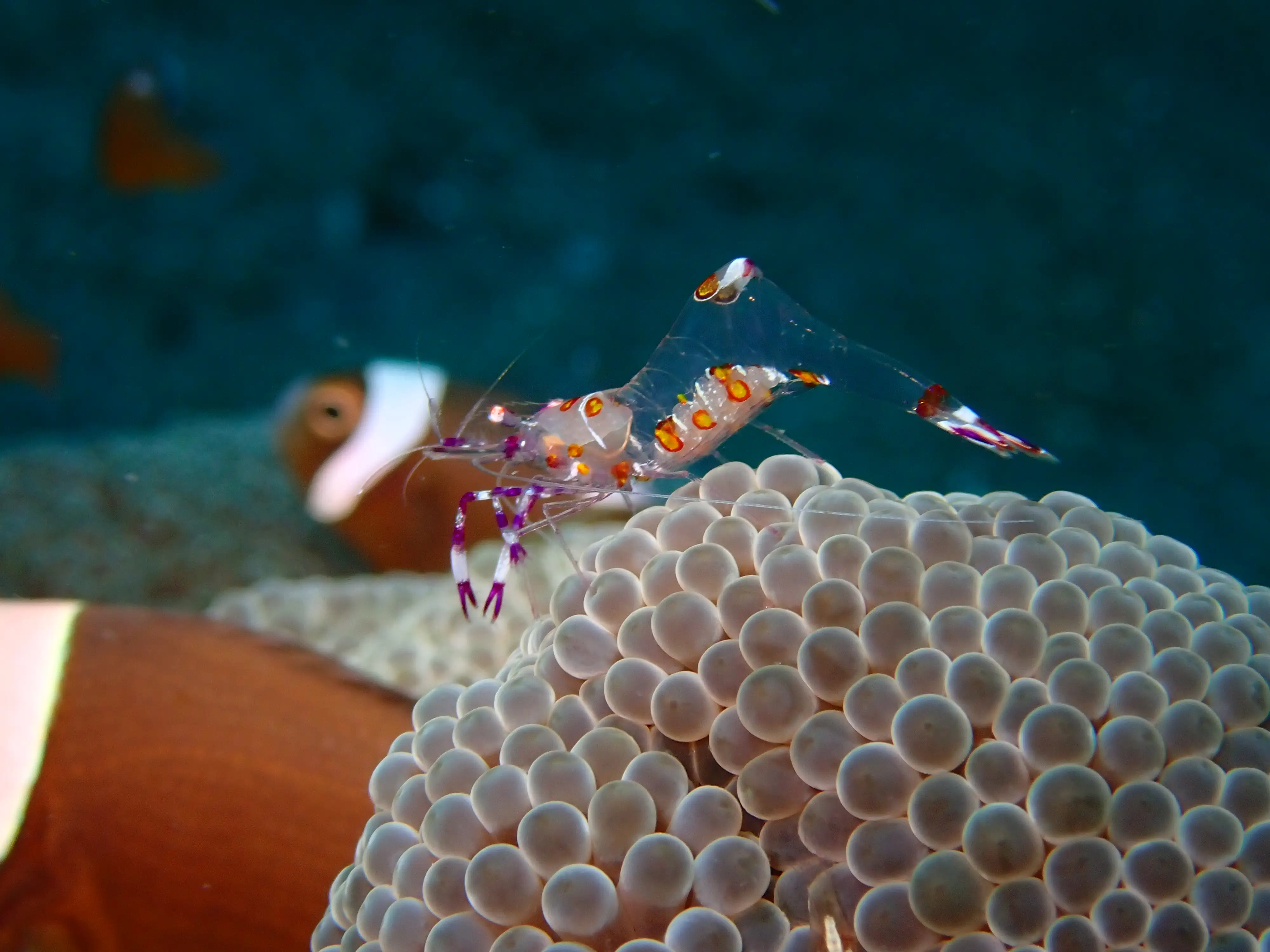 Anemone shrimp - La Tortue muck site - 20m